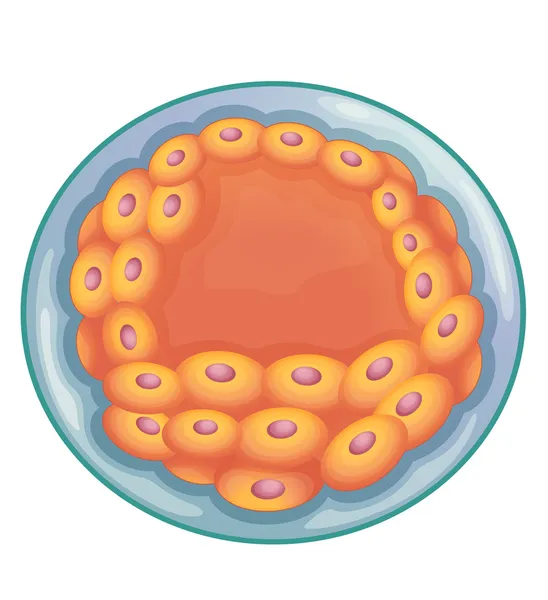 Blastocyst — 스톡 벡터