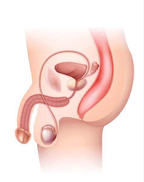 male reproductive system