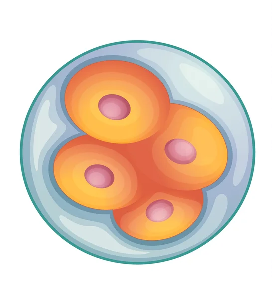 Sviluppo embrionale — Vettoriale Stock