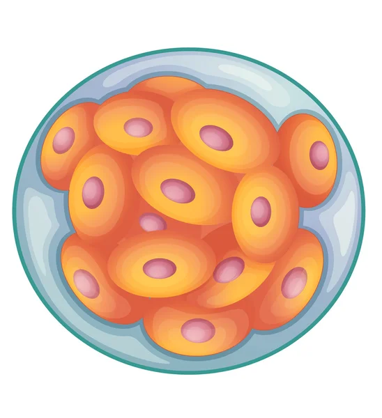 Morula. — Archivo Imágenes Vectoriales
