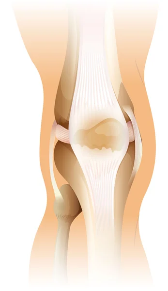 Menselijke knie — Stockvector