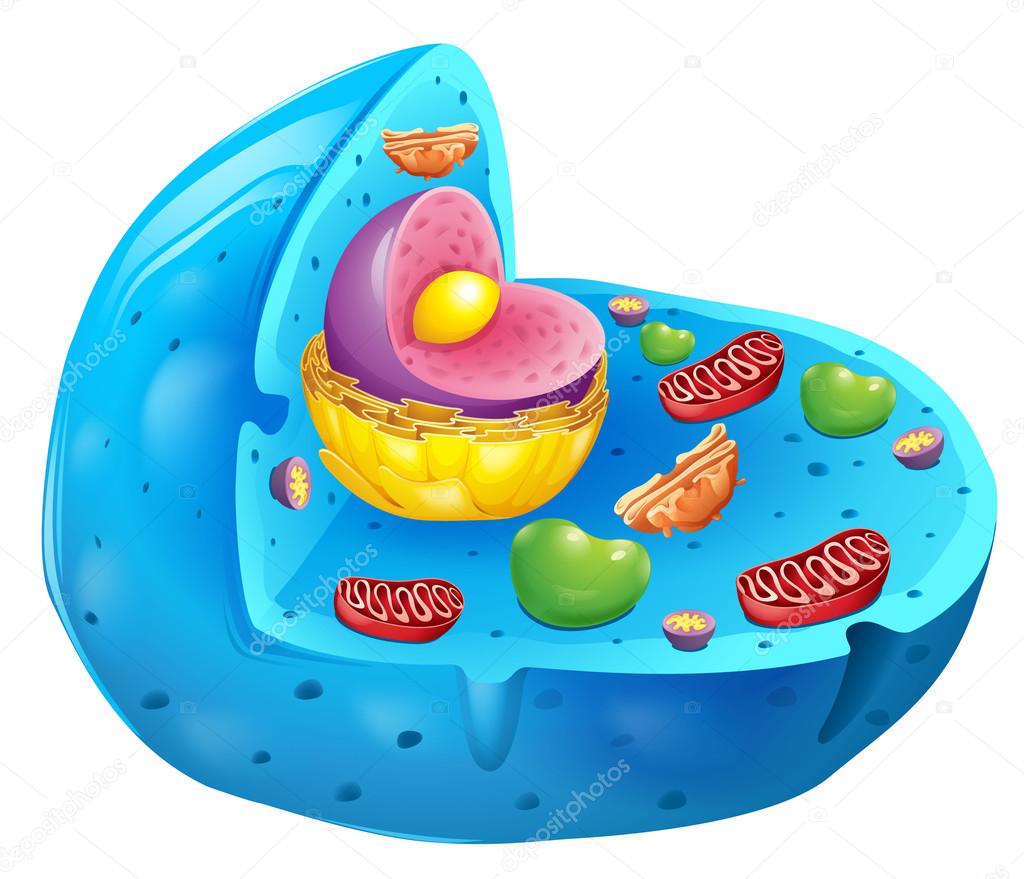 Eucariota, Orgánulo, Proteína, Biología, Celdas Imagen