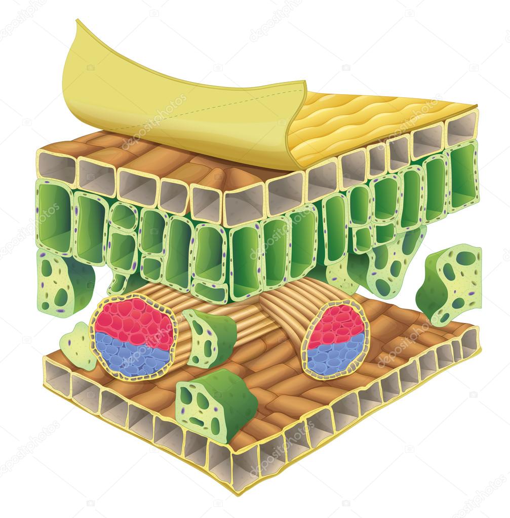 plant vascular tissue