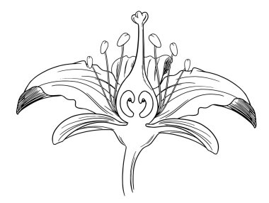 Tiger lily çiçek anahat