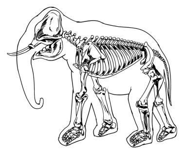 Elephant skeleton clipart