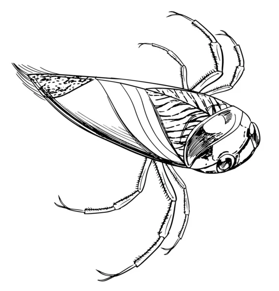水的甲壳虫 — 图库矢量图片