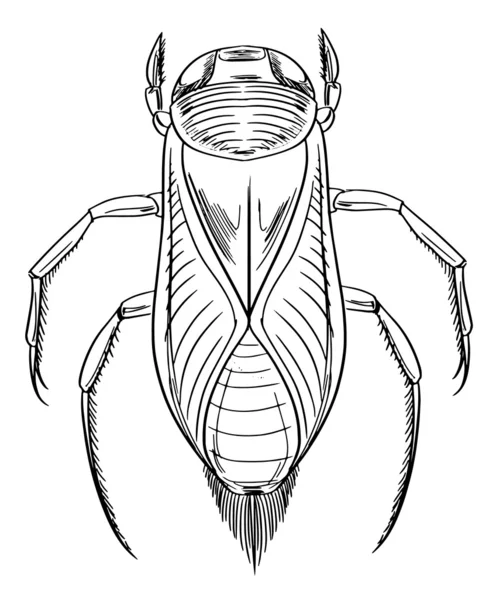 Contour du coléoptère aquatique — Image vectorielle