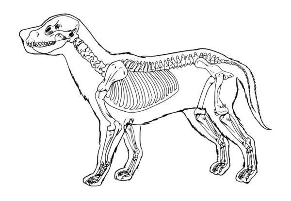 Esquema del esqueleto del perro — Archivo Imágenes Vectoriales