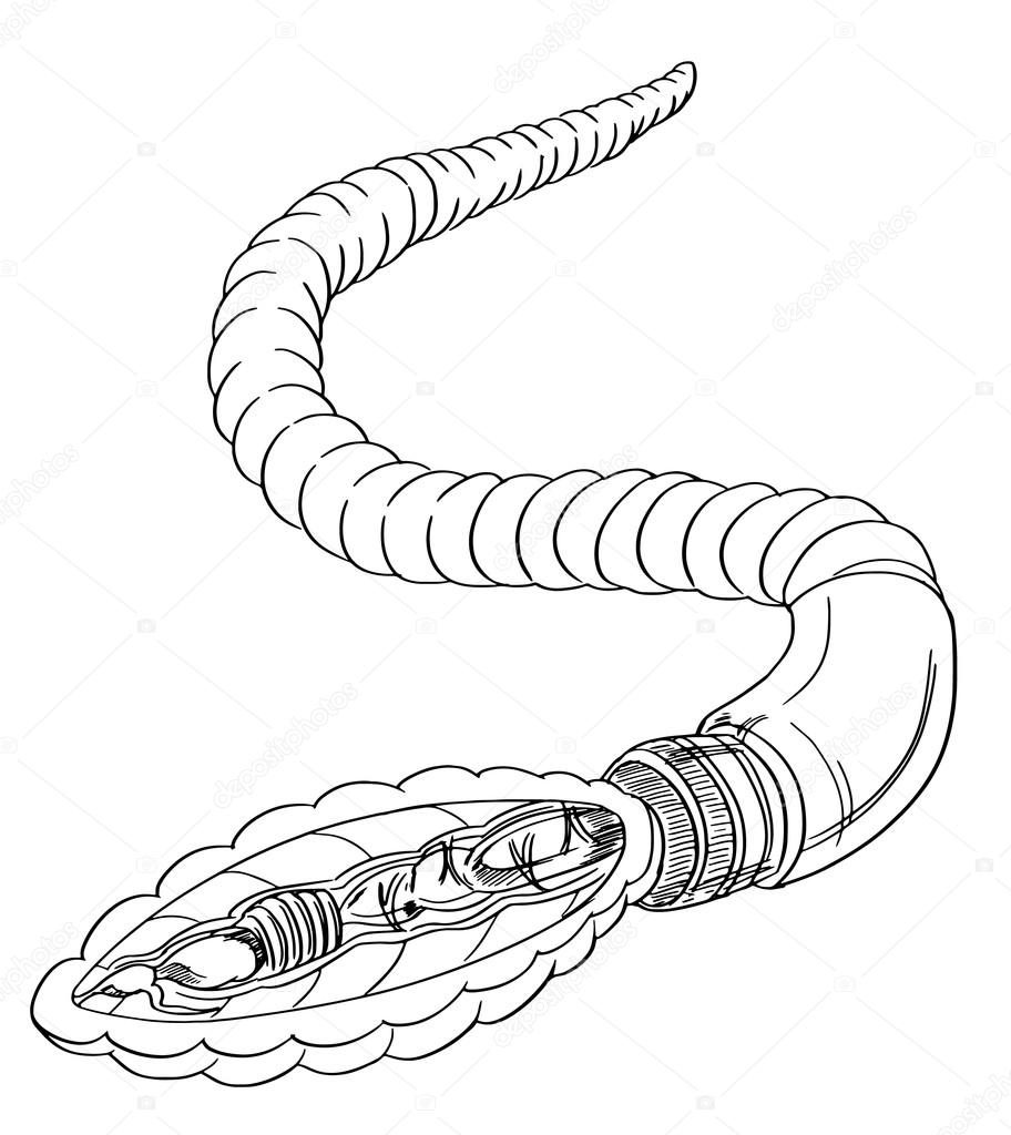Earthworm anatomy outline