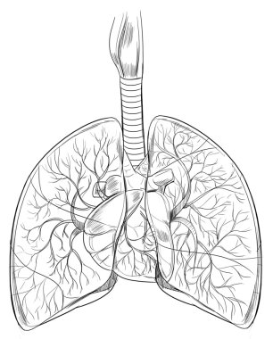 Human Lungs clipart