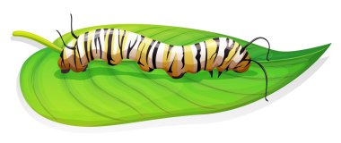 Monarch kelebek - danaus plexippus - larva aşamasında