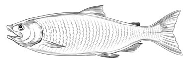 Atlantik somonu