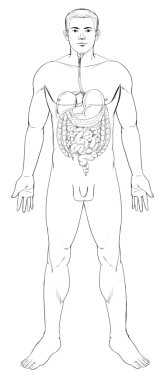 Sindirim Sistemi