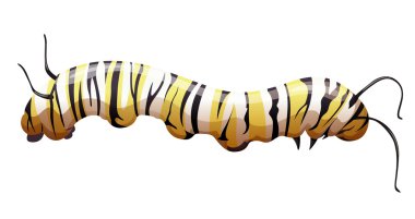 Monarch kelebek - danaus plexippus - larva aşamasında