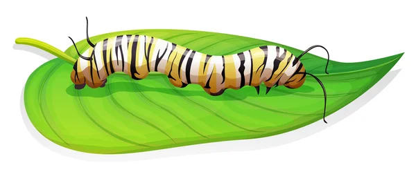 Monarch kelebek - danaus plexippus - larva aşamasında — Stok Vektör