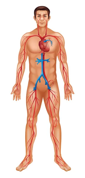 Circulatory System — Stock Vector