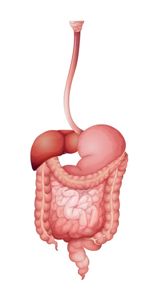 Sistema digestivo humano — Vector de stock