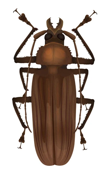 Titan beetle Titanus giganteus - Stok Vektor