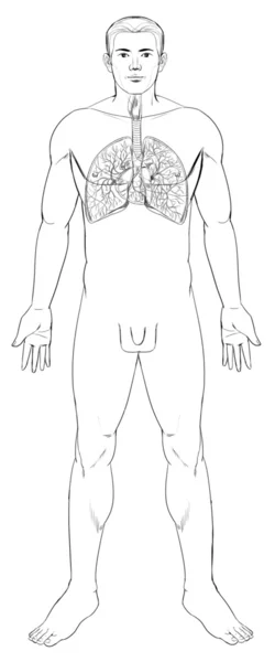 Sistema respiratorio — Archivo Imágenes Vectoriales