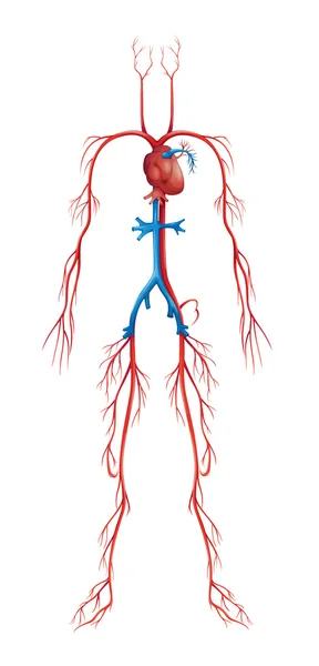 Sistema Circulatório — Vetor de Stock