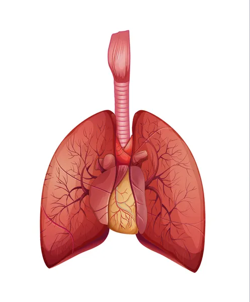 Pulmones humanos — Archivo Imágenes Vectoriales