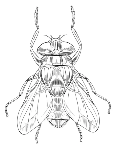 Közös housefly vázlat — Stock Vector