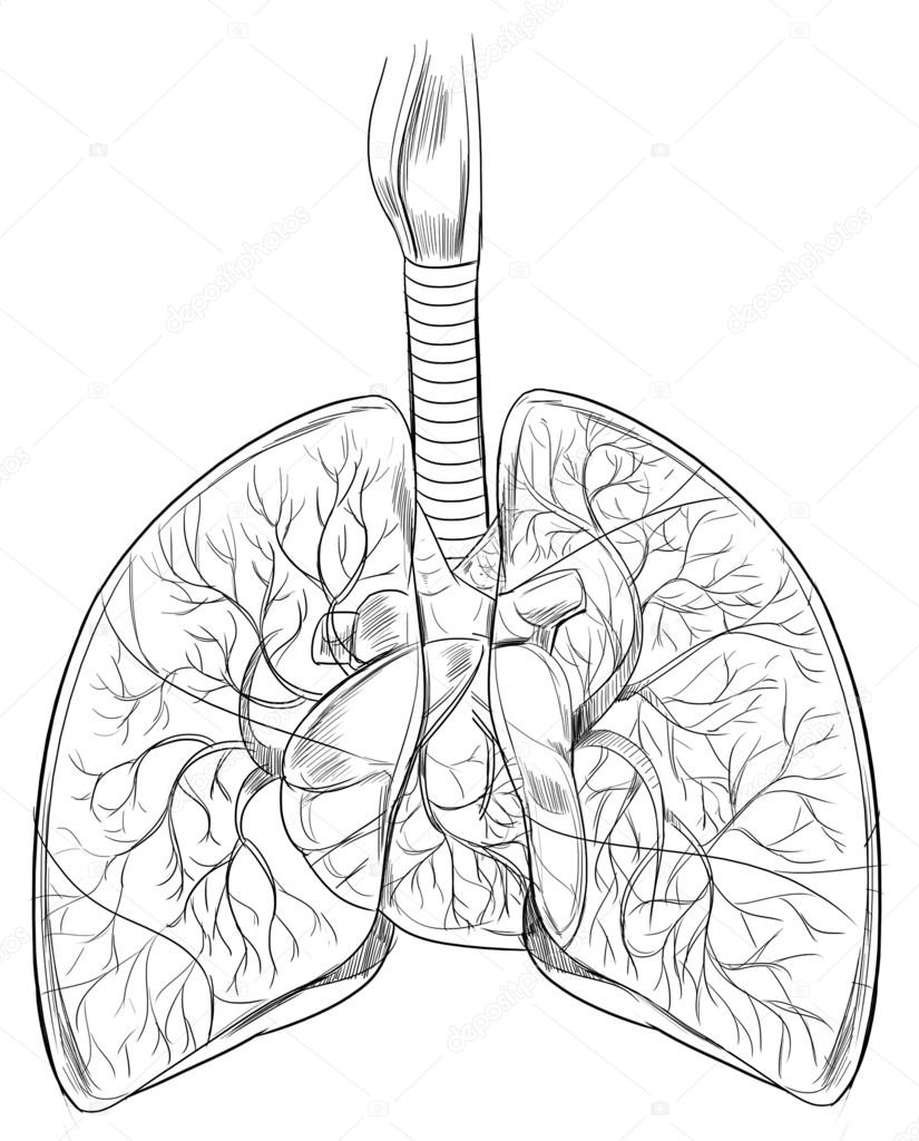 Human Lungs