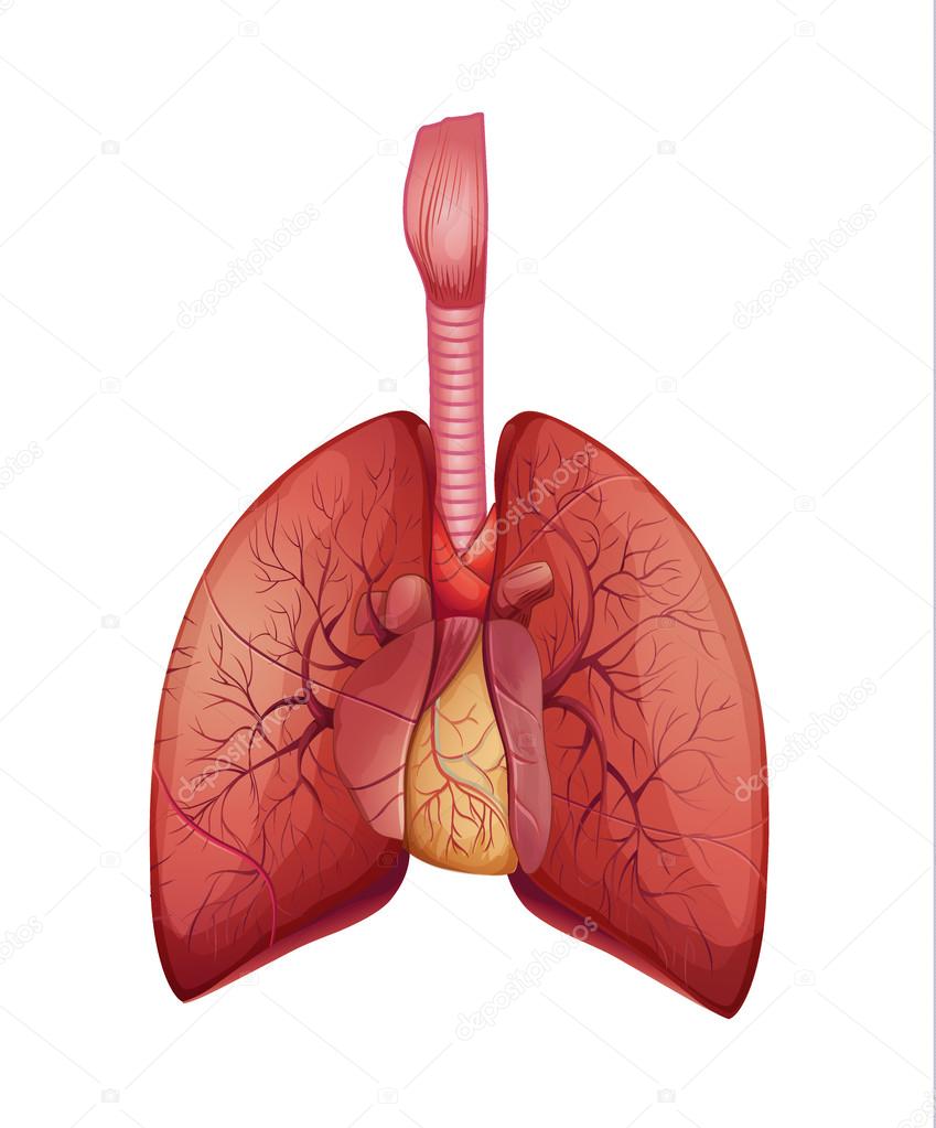 Human Lungs