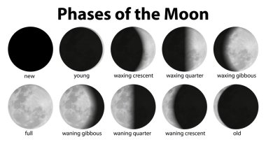 Phases of the Moon clipart