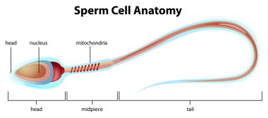sperm hücre yapısı