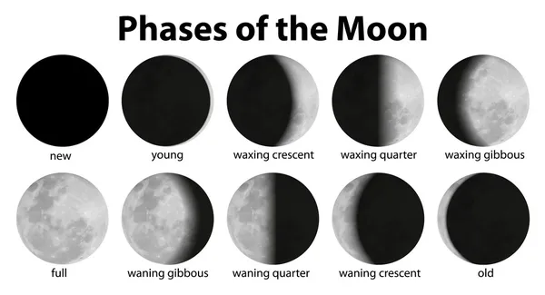 Phases de la lune — Image vectorielle