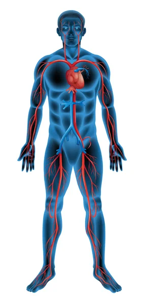 Sistema circulatorio humano — Vector de stock