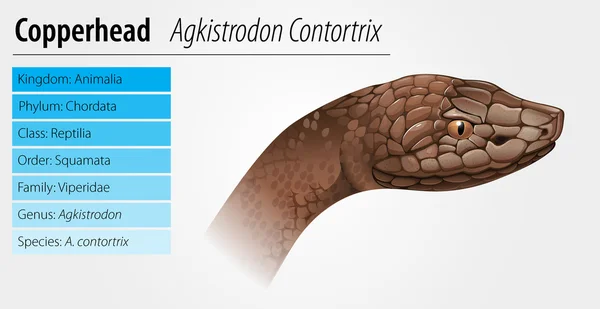 Kupferkopfschlange — Stockvektor