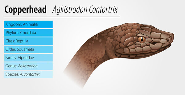 Медноголовая змея
