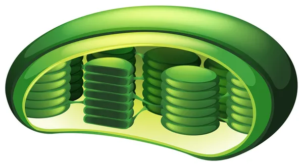 Chloroplast — Stockvektor