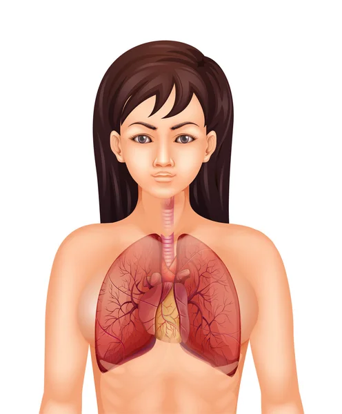 Système respiratoire humain — Image vectorielle