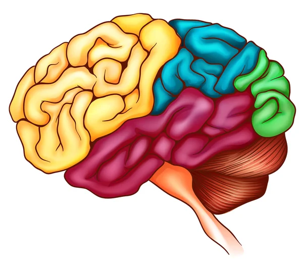 Het menselijk brein — Stockvector