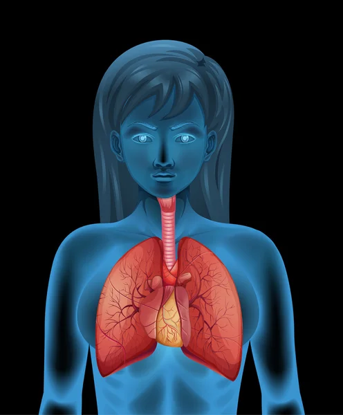 Sistema respiratorio humano — Archivo Imágenes Vectoriales