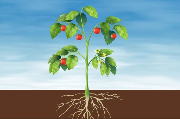Parties d'une plante — Image vectorielle
