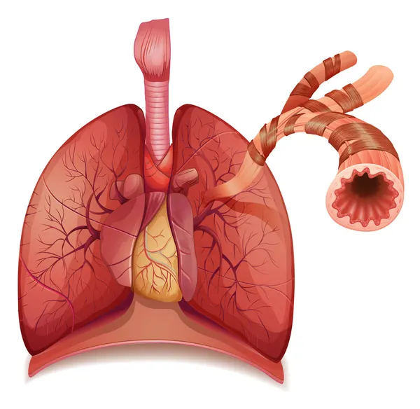 Lungs and bronchus — Stock Vector