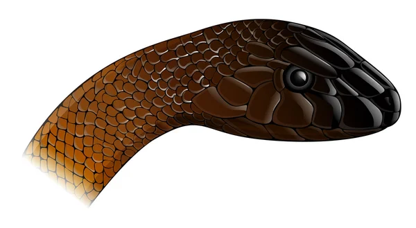 Illustration d'Oxyupanus microlepidotus — Image vectorielle