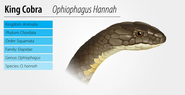 Ophiophagus hannah — Vector de stock