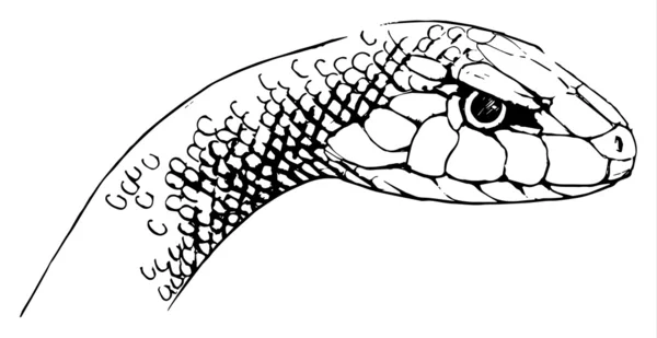 Oxyupanus microlepidotus 그림 — 스톡 벡터