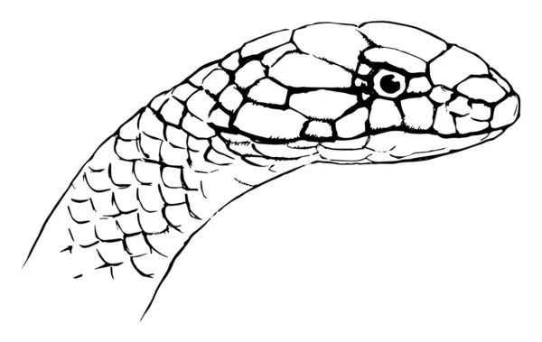 Ophiophagus hannah — Vector de stock