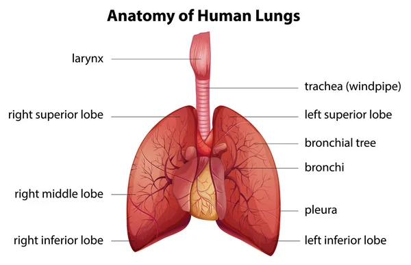 Sistema respiratorio humano — Archivo Imágenes Vectoriales