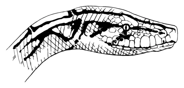 Indische python — Stockvector
