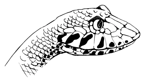 Adder de la mort — Image vectorielle