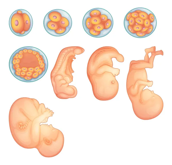 Stages in human embryonic development — Stock Vector