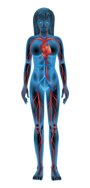 Sistema circulatorio humano — Vector de stock