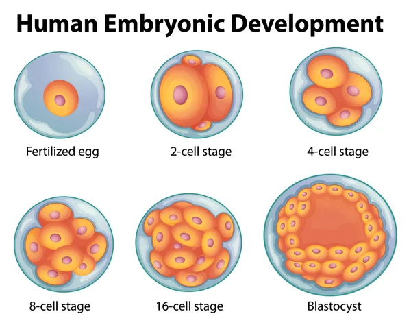 Stages in human embryonic development — Stock Vector